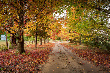 Image showing Autumn colours in the tree lined roads