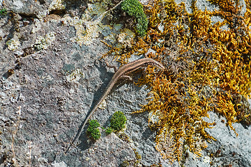 Image showing Lizard on the Rock