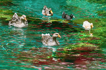 Image showing Ducks Swimming Down the River