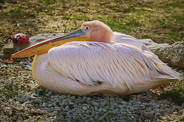 Image showing Great White Pelican