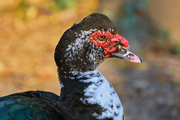 Image showing Portrait of Muscovy Duck