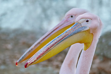 Image showing Portrait of Big Rosy Pelican