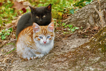 Image showing Portrait of Kittens