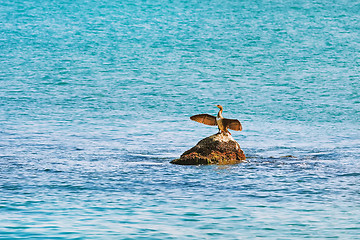 Image showing Cormorant Dries Wings