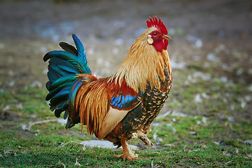Image showing Brown Leghorn Rooster