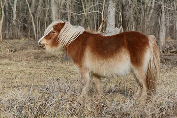 Image showing Little Brown Pony