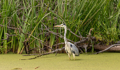 Image showing Grey Heron (Ardea cinerea) seeking prey