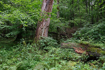 Image showing Dead linden tree stump in summer