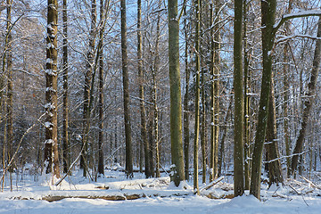 Image showing Trees snow wrapped snowfall after