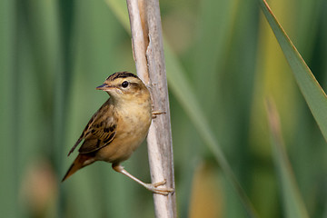 Image showing Sedge warbler (Acrocephalus schoenobaenus) on reed