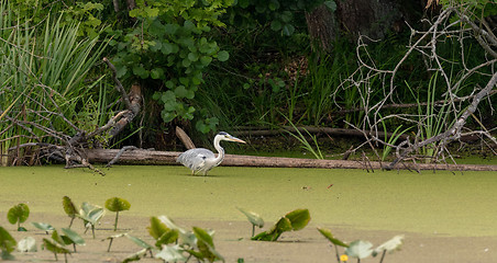 Image showing Grey Heron (Ardea cinerea) seeking prey