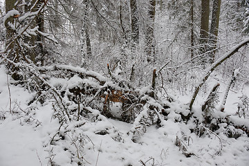 Image showing Wintertime landscape of snowy deciduous stand