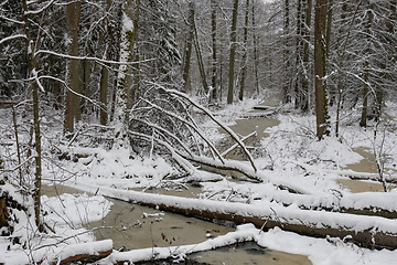 Image showing Frozen small forest river crossing mixed stand