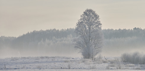 Image showing Winter landscape with trees snow wrapped