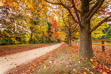 Image showing Country roads in Autumn lined with maples and deciduous trees