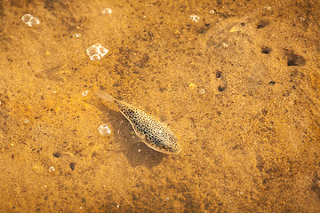 Image showing Spotted fish in the shallows