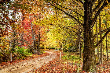 Image showing Autumn colour in Blue Mountains Australia