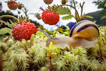 Image showing Snail close-up, looking at the red strawberries