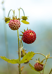 Image showing Berry of ripe strawberries close up. Nature of Norway