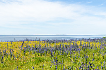 Image showing Yellow and blue summer flowers by the coast