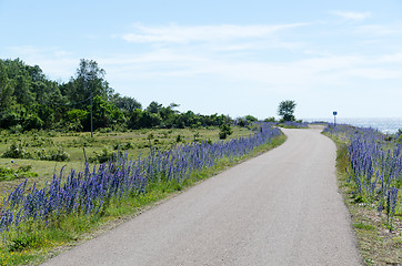 Image showing Beautiful country road with blue flowers by the roadside