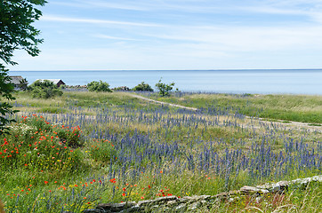 Image showing Coastal summer view with red and blue flowers 