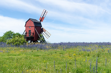 Image showing Blossom blueweed flowers by an old wooden windmill