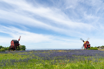 Image showing Blossom blueweed by two traditional wooden windmills