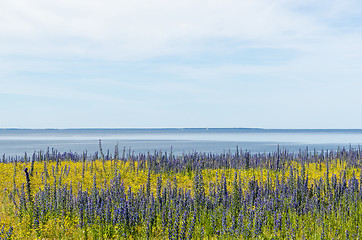 Image showing Summer flowers in blue and yellow colors by the coast