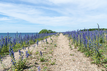 Image showing Blue summer flowers by a country road along the coast of the Bal