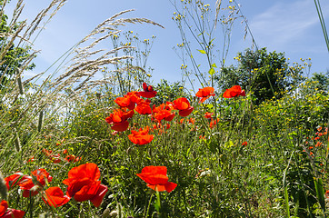 Image showing Red poppies in a lush greenery