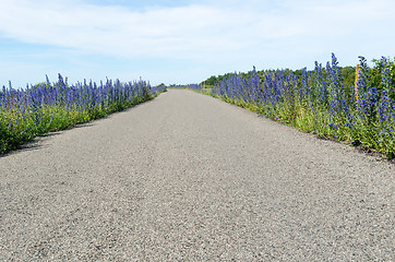 Image showing Blossom blueweed flowers by roadside in a low perspective image