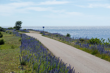 Image showing Beautiful country road with blue flowers along the coast of The 