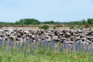 Image showing Blossom blueweed flowers by a dry stone wall