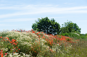 Image showing Summerflowers in red and white