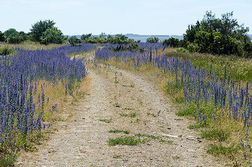 Image showing Blossom blueweed by roadside at an old gravel road