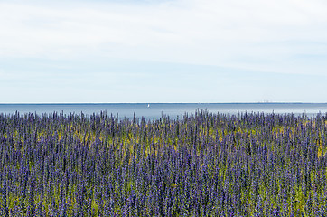 Image showing Blossom blueweed by the coast of the Baltic Sea. View from the s