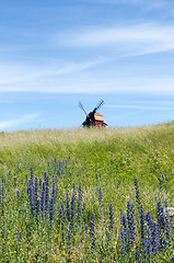 Image showing Summer view with blossom blueweed flowers at the island Oland in