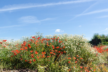 Image showing Beautiful summer flowers, poppies and chamomile flowers