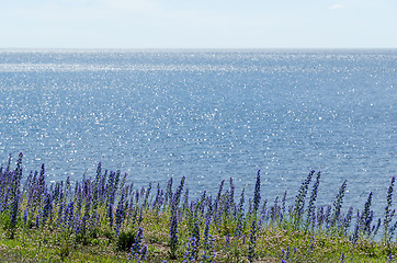 Image showing Coastline with blue flowers and water reflections