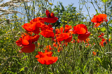 Image showing Red poppies close up in a lush greenery