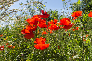 Image showing Sunlit red poppies in a lush greenery