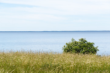 Image showing Summer view by calm blue water with a blossom wild rose shrub