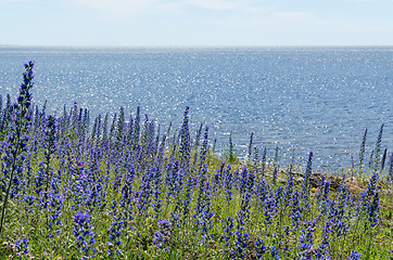 Image showing Bright blossom Blueweed flowers by a coast with water reflection