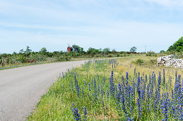 Image showing Blossom blueweed by roadside