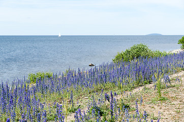 Image showing Blue flowers by the coast of The Baltic Sea in Sweden