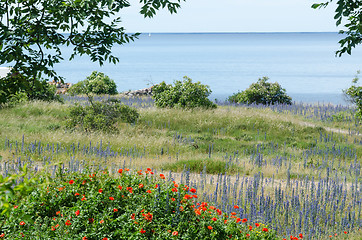 Image showing Summer flowers in red and blue by the coast