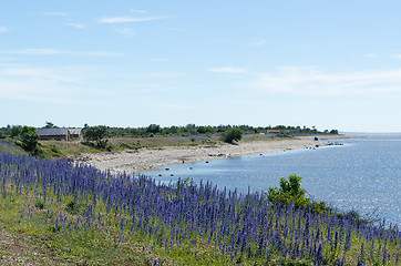 Image showing Blossom Blueweed flowers by a bay of the Baltic Sea