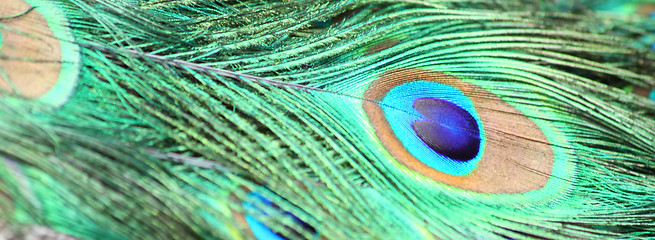 Image showing Peacock feather