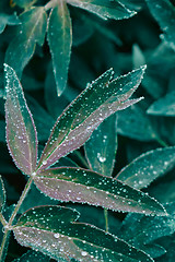 Image showing Close-up of a drop of dew on a green foliage of a peony plant. Green natural background of leaves.